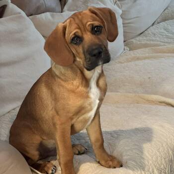 Mixed Breed Dogs Available for Adoption - JASPER | PetCurious