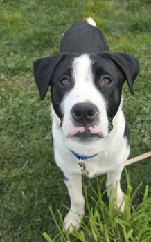 Bacon -  Pit Bull Terrier Dog for Adoption in Vancouver, Washington - Bacon | PetCurious