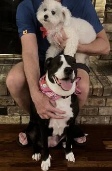 Marley and Millie -  Border Collie Dog for Adoption in Carrollton, Texas - Marley And Millie | PetCurious