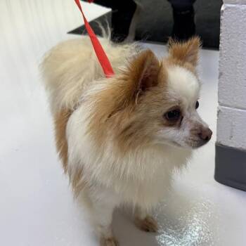 Frank -  Pomeranian Dog for Adoption in Huntsville, Alabama - Frank | PetCurious