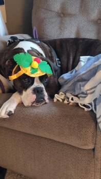 Primrose -  Boxer Dog for Adoption in Woodbury, Minnesota - Primrose | PetCurious