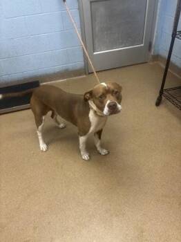 Gucci -  Mixed Breed Dog for Adoption in Chamblee, Georgia - Gucci | PetCurious