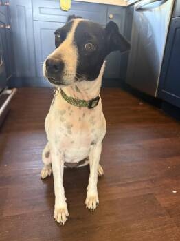Lucy -  Terrier Dog for Adoption in San Diego, California - Lucy | PetCurious