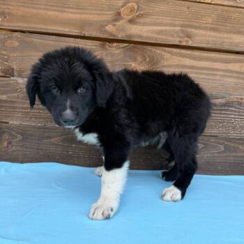 Cowlick -  Border Collie and Great Pyrenees Dog for Adoption in Carencro, Louisiana - Cowlick | PetCurious