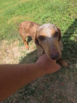 Harper -  Dachshund Dog for Adoption in Pittsburgh, Pennsylvania - Harper | PetCurious