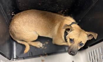 Russet -  Chihuahua and Mixed Breed Dog for Adoption in Fresno, California - Russet | PetCurious