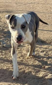 Gabe -  Pit Bull Terrier Dog for Adoption in Ventura, California - Gabe | PetCurious