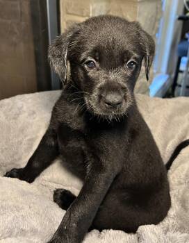 Moxie -  Labrador Retriever Dog for Adoption in Barnhart, Missouri - Moxie | PetCurious