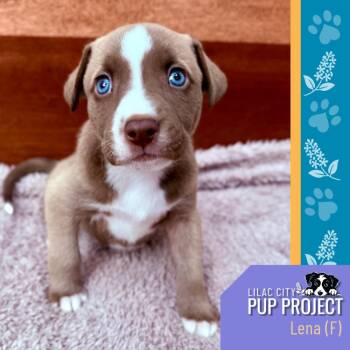 Lena -  Husky and German Shepherd Dog Dog for Adoption in Spokane, Washington - Lena | PetCurious