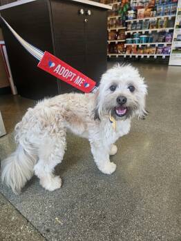 Maltipoo Dogs Available for Adoption - Guero | PetCurious