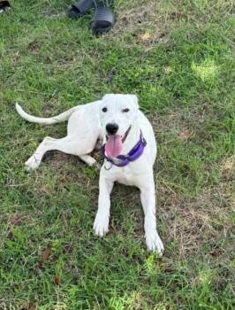 Mixed Breed Dogs Available for Adoption - PHEOBE (FOSTER OR FOSTER TO ADOPT) | PetCurious