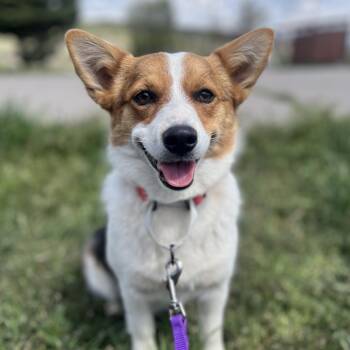 Cardigan Welsh Corgi Dogs Available for Adoption in Glenwood Springs, Colorado - Rosa | PetCurious