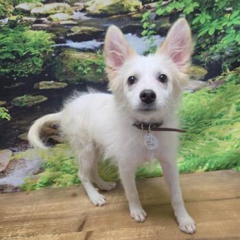 Alexander -  American Eskimo Dog Dog for Adoption in Normal, Illinois - Alexander | PetCurious