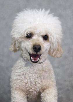 Caribou in NH. Come Meet our Adoptable Dogs Wednesday-Saturday.  -  Poodle Dog for Adoption in Manchester, New Hampshire - Caribou In NH. Come Meet Our Adoptable Dogs Wednesday-Saturday.  | PetCurious