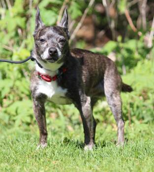 Chihuahua Dogs Available for Adoption in Portage, Wisconsin - Justice | PetCurious
