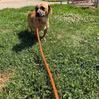Lumi -  Beagle and Mixed Breed Dog for Adoption in Greenville, South Carolina - Lumi | PetCurious