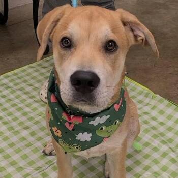 Briner -  Retriever and Mixed Breed Dog for Adoption in Enterprise, Alabama - Briner | PetCurious