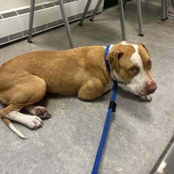 Pickles -  Mixed Breed Dog for Adoption in Philadelphia, Pennsylvania - Pickles | PetCurious