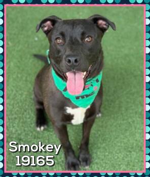 Black Labrador Retriever Dogs Available for Adoption in Marietta, Georgia - SMOKEY (also See BOO) | PetCurious