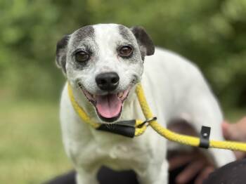 Seymour -  Parson Russell Terrier Dog for Adoption in Meherrin, Virginia - Seymour | PetCurious