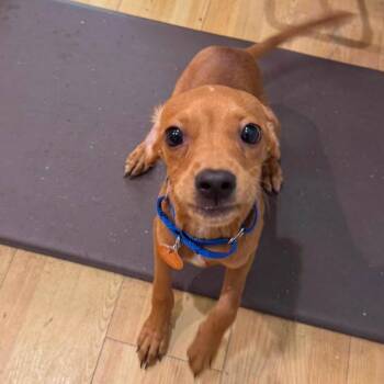 Toby -  Chihuahua and Mixed Breed Dog for Adoption in Pinellas Park, Florida - Toby | PetCurious