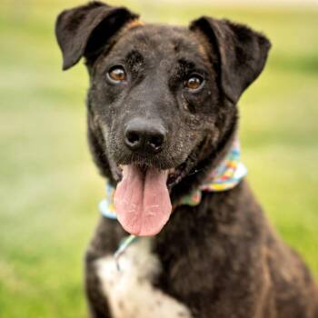 Rescue Plott Hound and Mountain Cur Dogs for Adoption in Henderson, Kentucky - Camo-  AKA:  Mr. Sweetheart | PetCurious