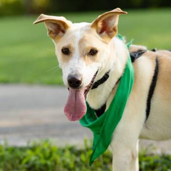 Celine -  Australian Shepherd and Mixed Breed Dog for Adoption in Evansville, Indiana - Celine | PetCurious