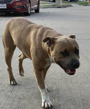 Mixed Breed Dogs Available for Adoption - CHEERIO | PetCurious