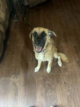 Rescue Great Pyrenees and Anatolian Shepherd Dogs for Adoption in Springfield, Missouri - Zuri | PetCurious