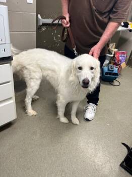 Maxmilliam -  Great Pyrenees Dog for Adoption in Hopkinsville, Kentucky - Maxmilliam | PetCurious