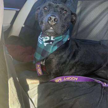 American Staffordshire Terrier Dogs Available for Adoption - Dolly | PetCurious