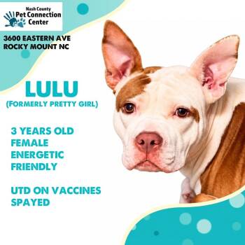 LULU  Available NOW - ADOPTION or RESCUE! -  Mixed Breed Dog for Adoption in Nashville, North Carolina - LULU  Available NOW - ADOPTION Or RESCUE! | PetCurious