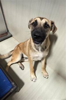 Shepherd Dogs Available for Adoption in Thousand Oaks, California - Bear - URGENT AND AT RISK | PetCurious