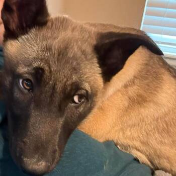 Belgian Shepherd Malinois Dogs Available for Adoption - Whiskey | PetCurious