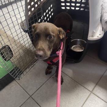 Booboo -  Shepherd Dog for Adoption in Savannah, Georgia - Booboo | PetCurious