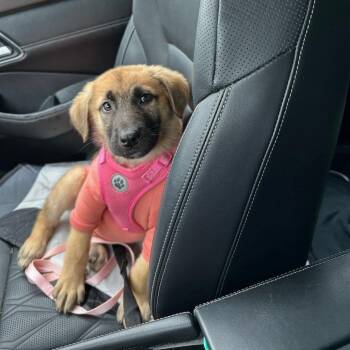 Java -  Shepherd and Belgian Shepherd Malinois Dog for Adoption in Fairfax Station, Virginia - Java | PetCurious