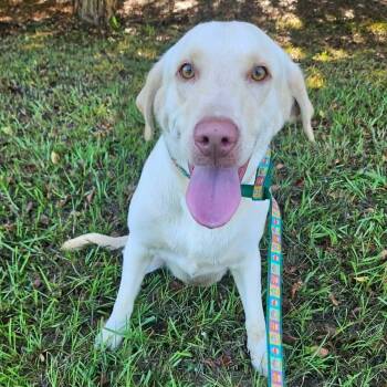 Adeline -  Yellow Labrador Retriever Dog for Adoption in Bethpage, New York - Adeline | PetCurious