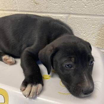 Mixed Breed Dogs Available for Adoption in Memphis, Tennessee - Faith | PetCurious