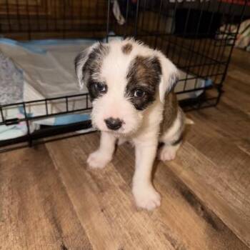 Schnauzer and Labrador Retriever Dogs Available for Adoption - Tulsia MV14286-T  LOCAL Adoption Event In Marysville 4/24 | PetCurious