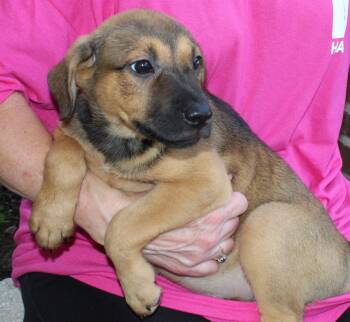 Juno 44265 -  Shepherd and Labrador Retriever Dog for Adoption in Prattville, Alabama - Juno 44265 | PetCurious