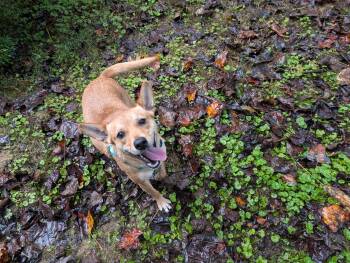Rescue Cattle Dog and Chihuahua Dogs for Adoption in Concord, North Carolina - Pickle | PetCurious