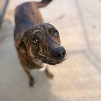 Mixed Breed Dogs Available for Adoption in Winston-salem, North Carolina - PeePaw | PetCurious