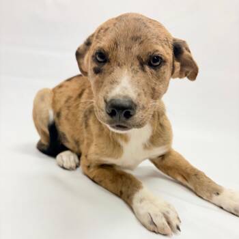 764 (2026) Odessa -  Australian Cattle Dog Blue Heeler and Mixed Breed Dog for Adoption in Parker, Colorado - 764 (2026) Odessa | PetCurious