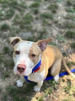 Rescue Mixed Breed Dogs for Adoption in West Chester, Pennsylvania - Taco | PetCurious