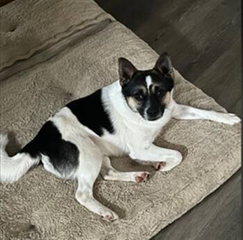 COOPER -  Parson Russell Terrier and Mixed Breed Dog for Adoption in Derwood, Maryland - COOPER | PetCurious