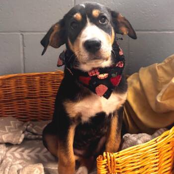 Ladybug -  Coonhound Dog for Adoption in Belleville, Illinois - Ladybug | PetCurious