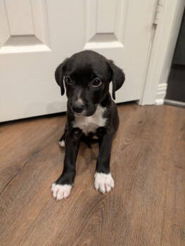 Rescue Labrador Retriever Dogs for Adoption in The Woodlands, Texas - Snugs | PetCurious