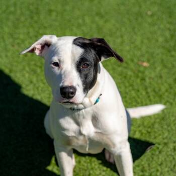 Mixed Breed Dogs Available for Adoption - Nova | PetCurious