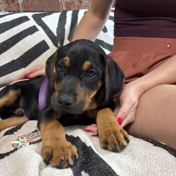 Knightley -  Mixed Breed Dog for Adoption in Savannah, Georgia - Knightley | PetCurious