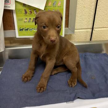 Comet -  Mixed Breed Dog for Adoption in Memphis, Tennessee - Comet | PetCurious